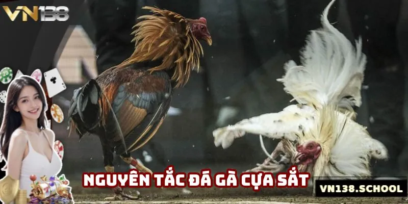 Các quy luật đá gà đặc trưng mà khách hàng phải tìm hiểu thật kỹ