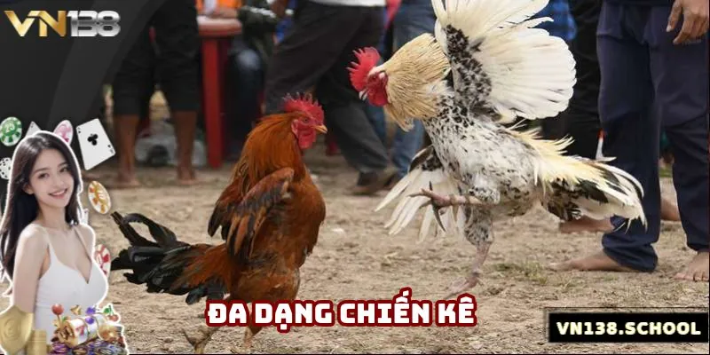 Có nhiều loại chiến kê khác nhau để mọi người lựa chọn trải nghiệm