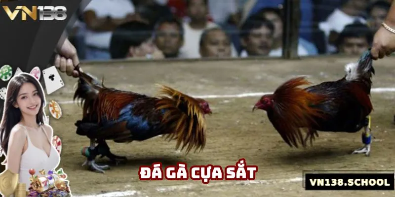 Đá Gà Cựa Sắt - Cá Cược Thú Vị Và Đặc Sắc Nhất Năm 2025