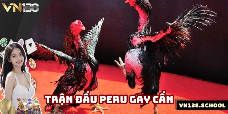 Đá gà Peru kịch tính, nhiều kỹ năng vượt trội