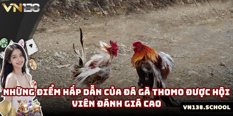 Những điểm hấp dẫn của đá gà Thomo được hội viên đánh giá cao