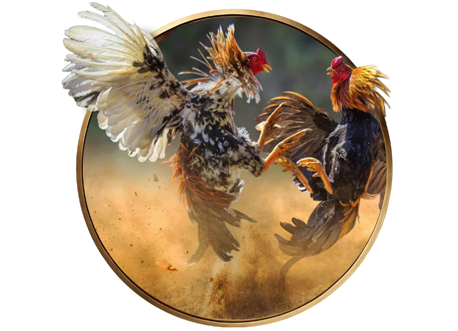 Sân chơi Đá Gà VN138