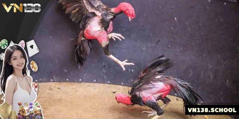 Các lưu ý khi chơi đá gà Đòn