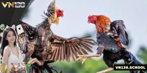 Giới Thiệu Đá Gà Đòn – Tinh Hoa Võ Thuật Của Gà Chiến