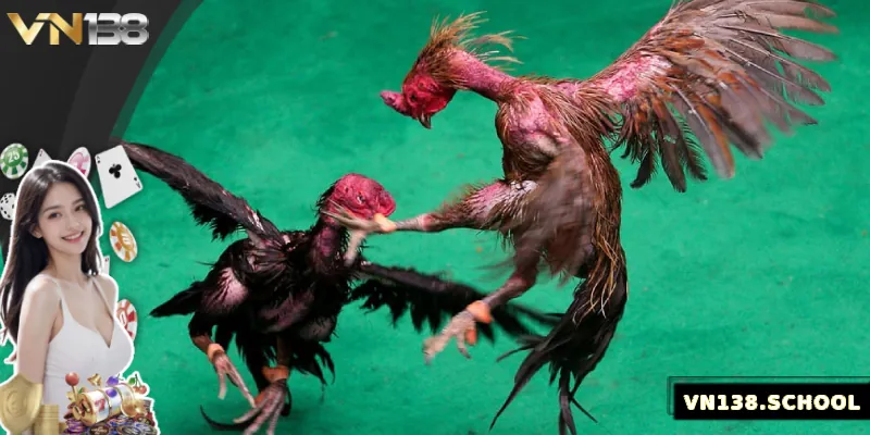 Mẹo cá cược gà Đòn hiệu quả