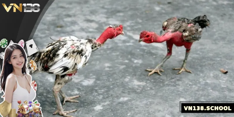 Tổng quan về đá gà Đòn